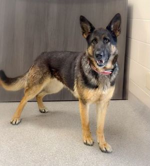 Luna, Young Female German Shepherd Dog