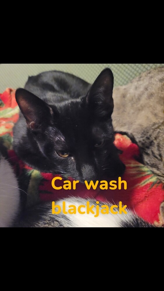 Car Wash Black Jack 0723