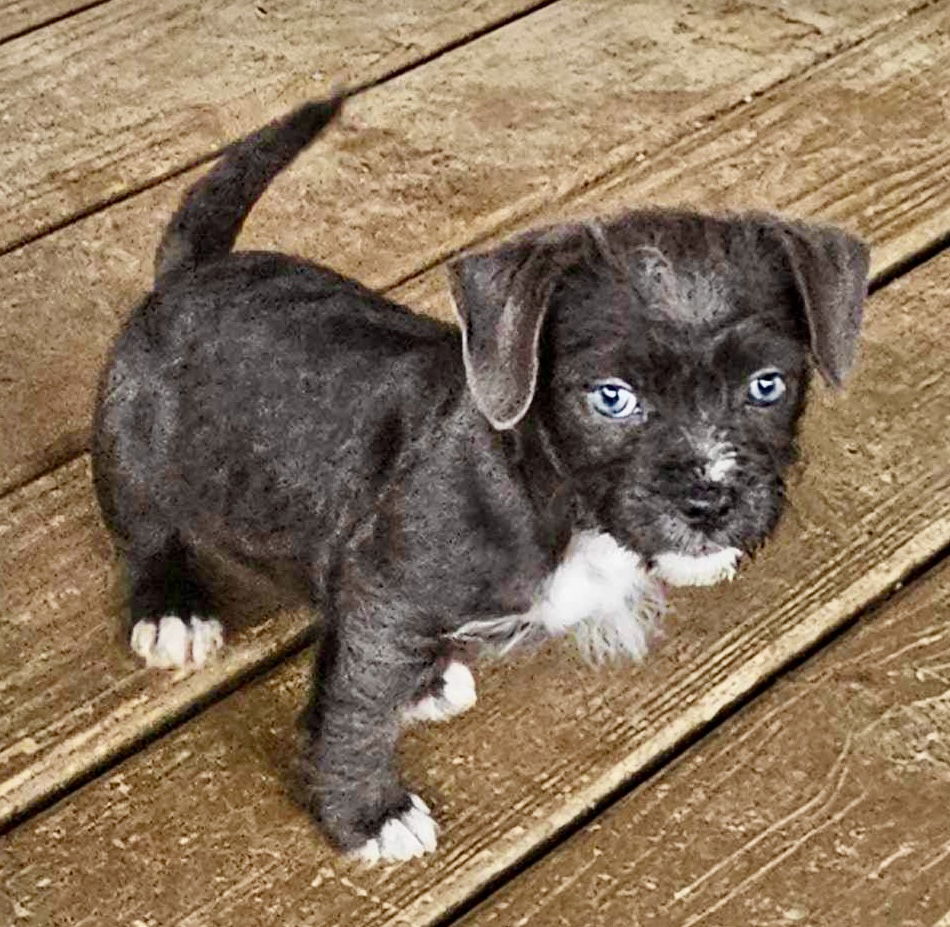 Clementine, aka Clemie, an adoptable Pit Bull Terrier, Havanese in Spotsylvania, VA, 22553 | Photo Image 1