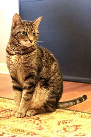 mom AudreyAllyson is a bundle of energy She is looking for a home where she will have lots of kitt