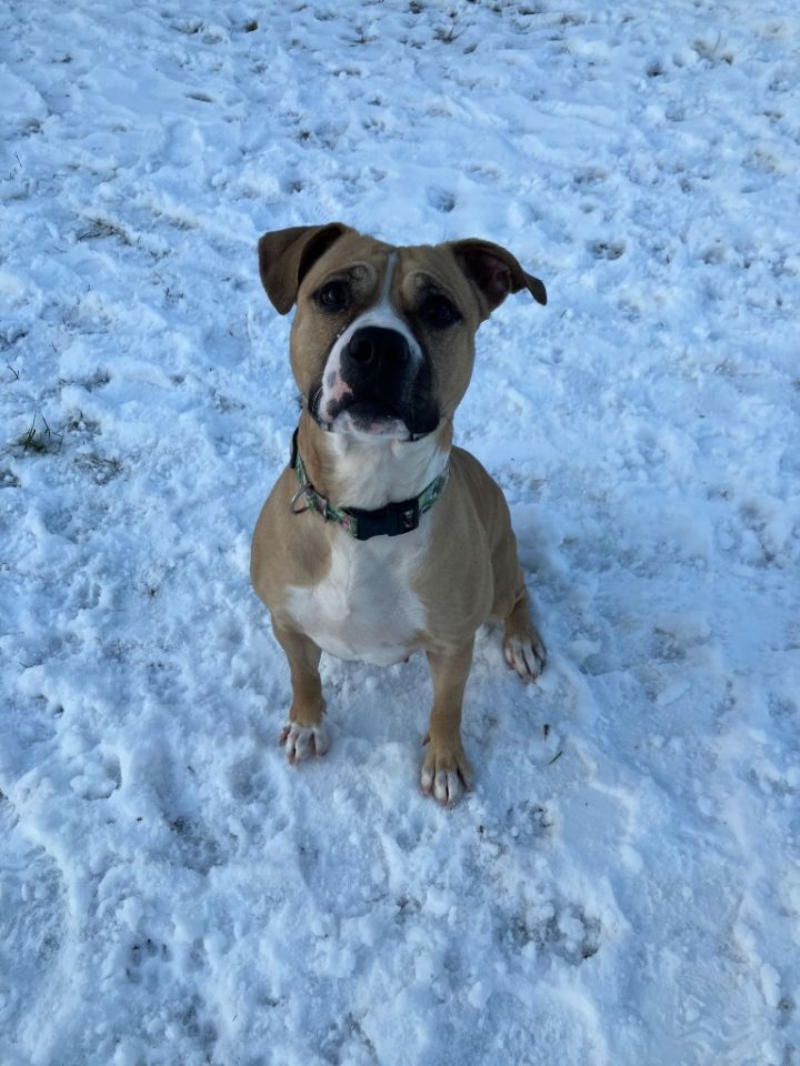 Charlie 3