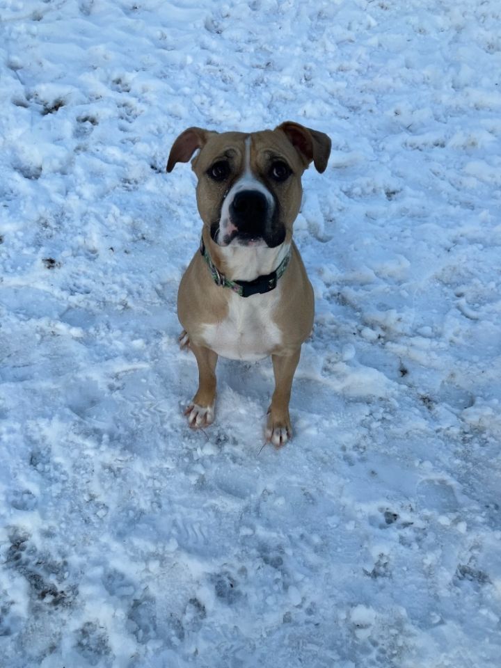 Charlie 4