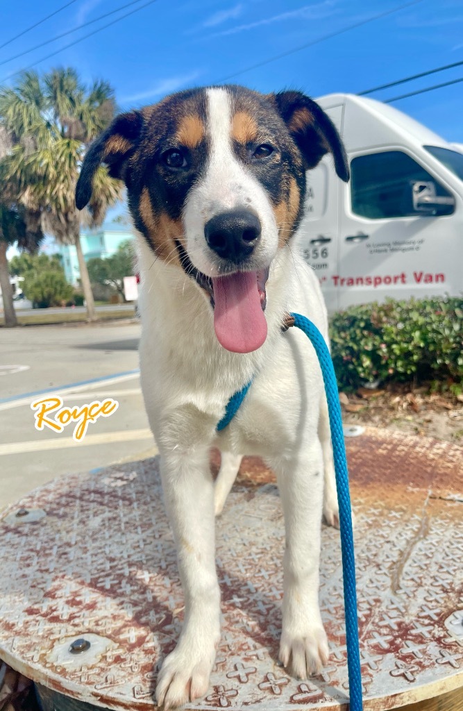 Royce, an adoptable Affenpinscher, Shepherd in St. Augustine, FL, 32084 | Photo Image 1