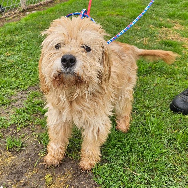 RUSTY, an adoptable Havanese, Poodle in Camarillo, CA, 93010 | Photo Image 1