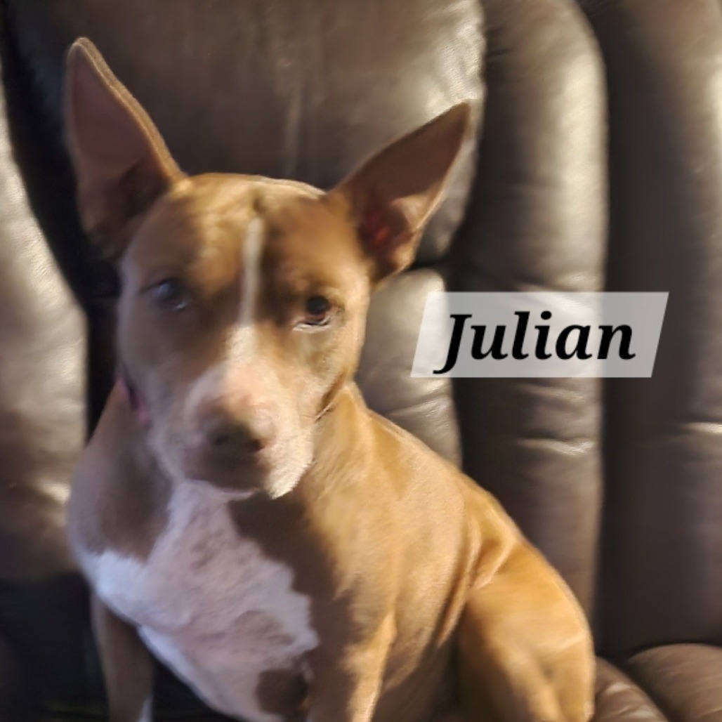 Julian