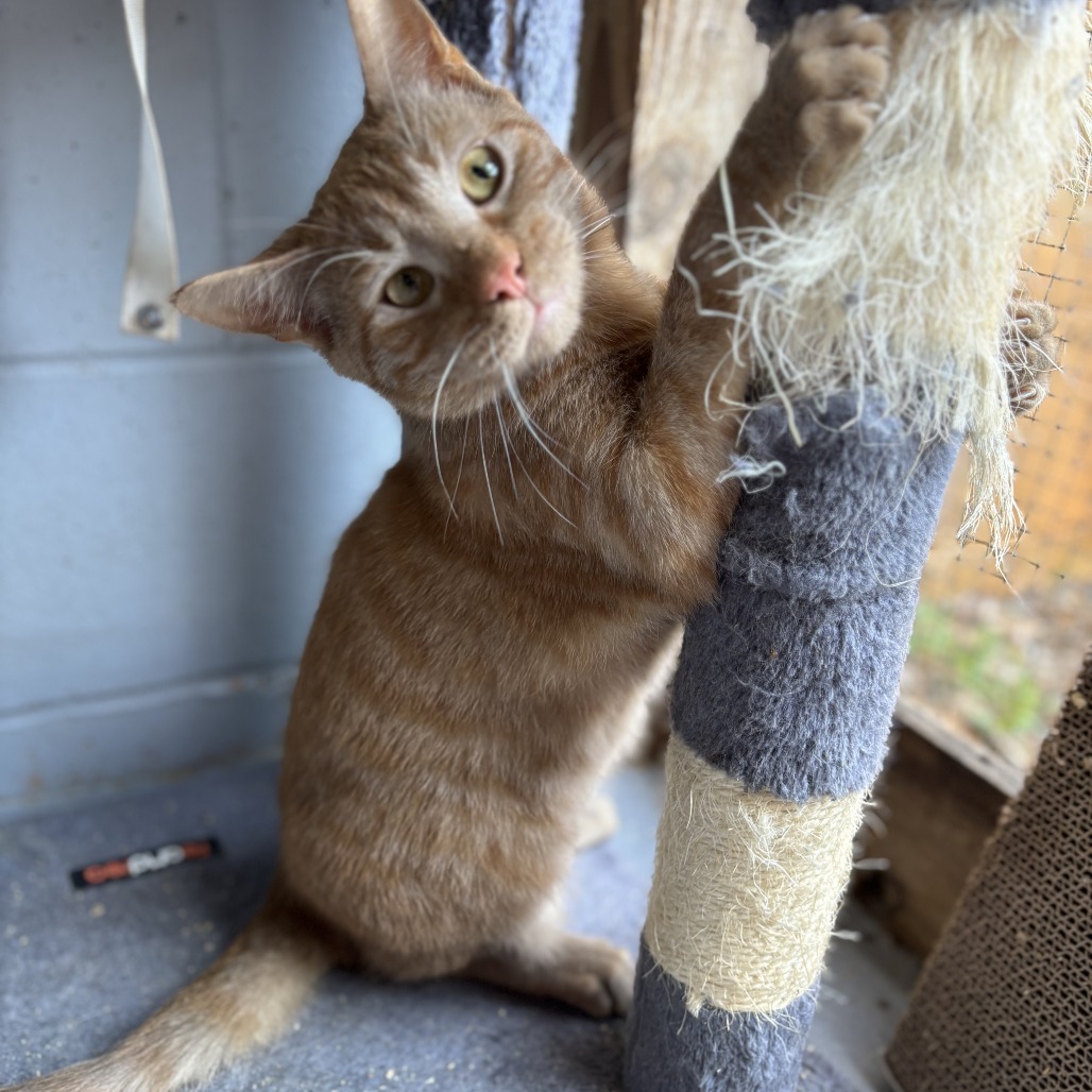 Mittens, an adoptable Domestic Short Hair in Enterprise, AL, 36330 | Photo Image 1