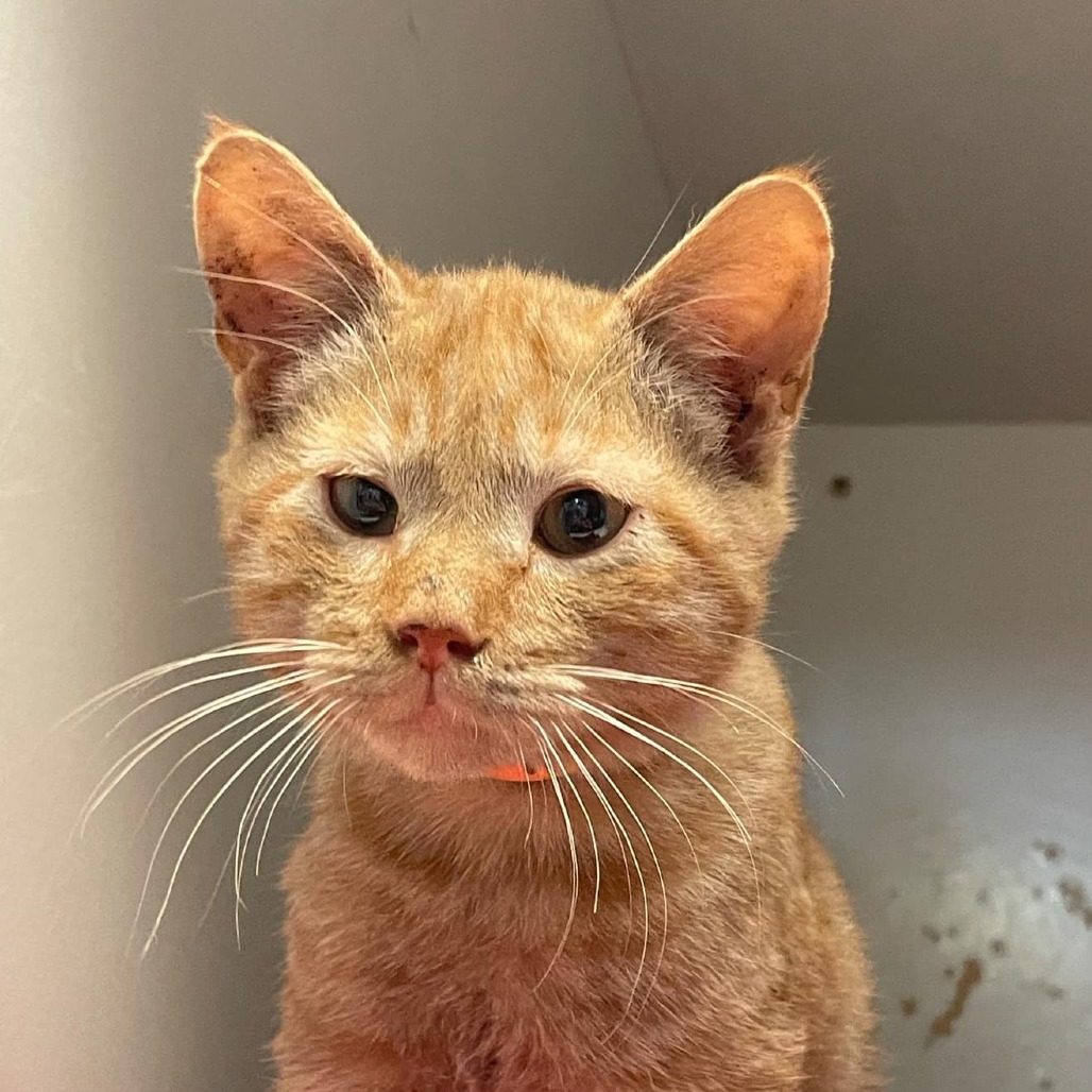 Mittens, an adoptable Domestic Short Hair in Enterprise, AL, 36330 | Photo Image 2