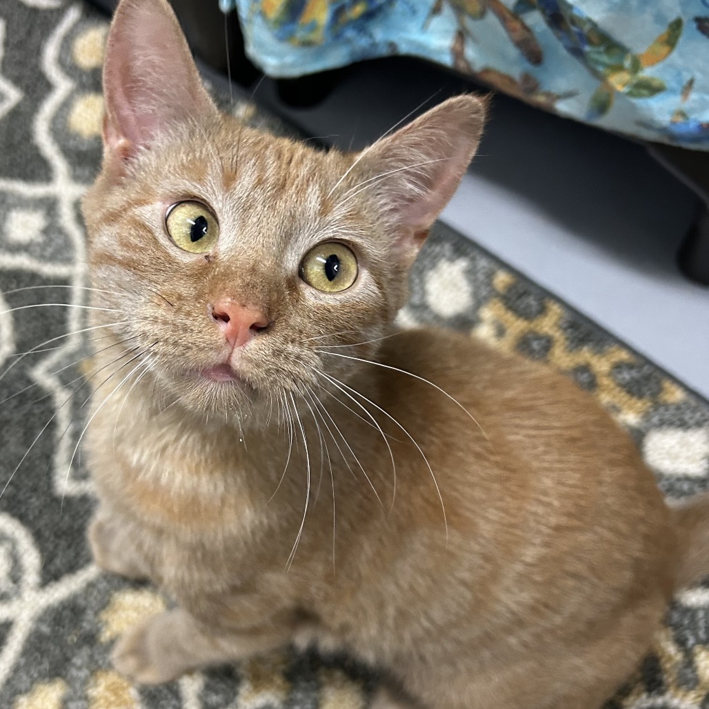 Mittens, an adoptable Domestic Short Hair in Enterprise, AL, 36330 | Photo Image 3