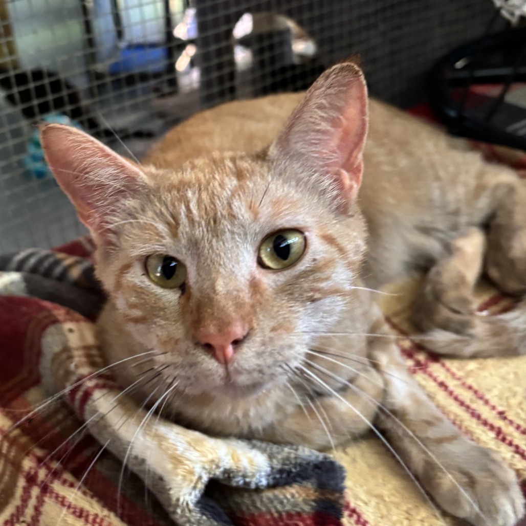 Mittens, an adoptable Domestic Short Hair in Enterprise, AL, 36330 | Photo Image 4