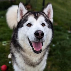 Rocky, Senior Male unknown
