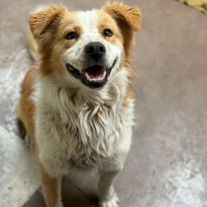 Bear - Sweet Boy, Leash Trained!