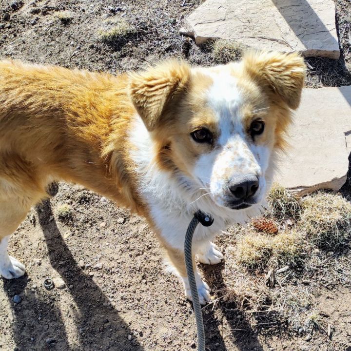 Bear - Sweet Boy, Leash Trained! 3