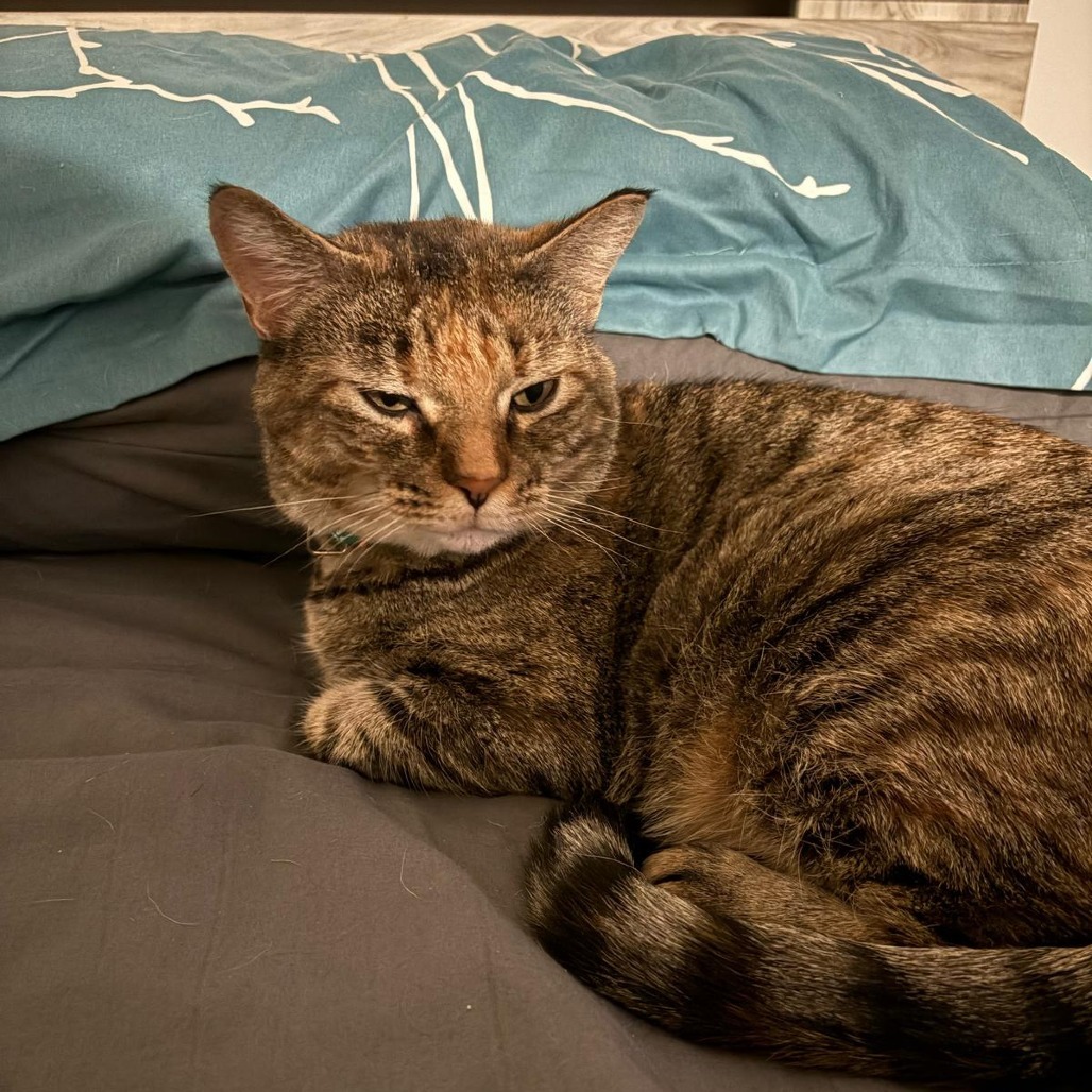 Momma Frizzle, an adoptable Domestic Short Hair in Calgary, AB, T3C 1W4 | Photo Image 1