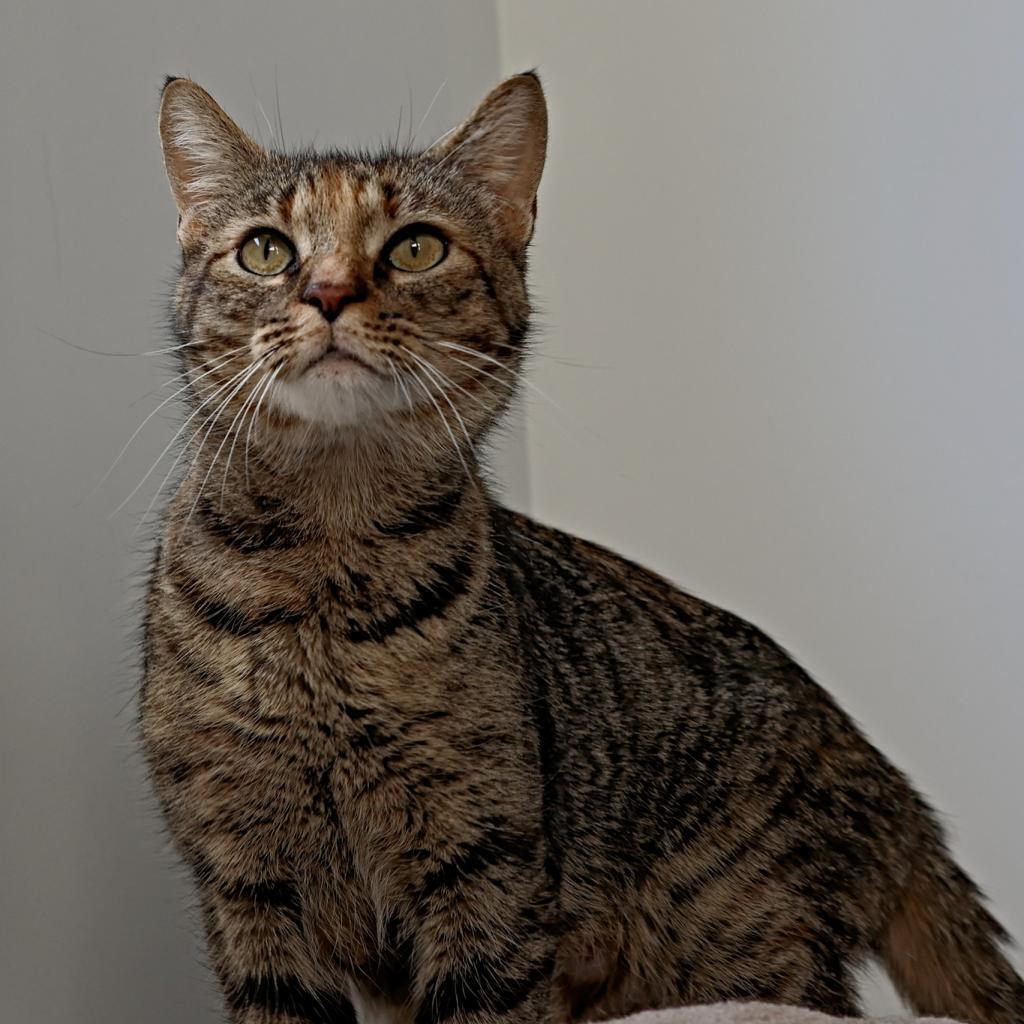 Momma Frizzle, an adoptable Domestic Short Hair in Calgary, AB, T3C 1W4 | Photo Image 2