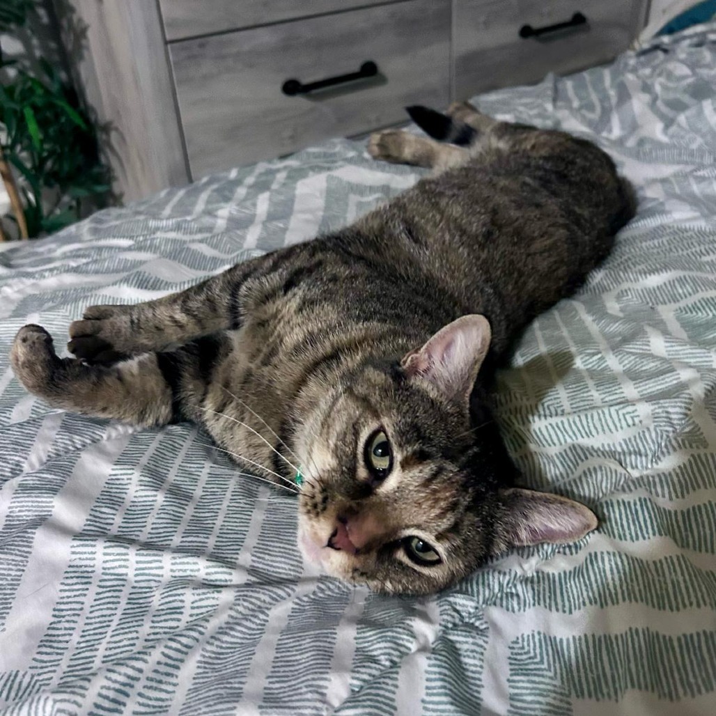 Momma Frizzle, an adoptable Domestic Short Hair in Calgary, AB, T3C 1W4 | Photo Image 3