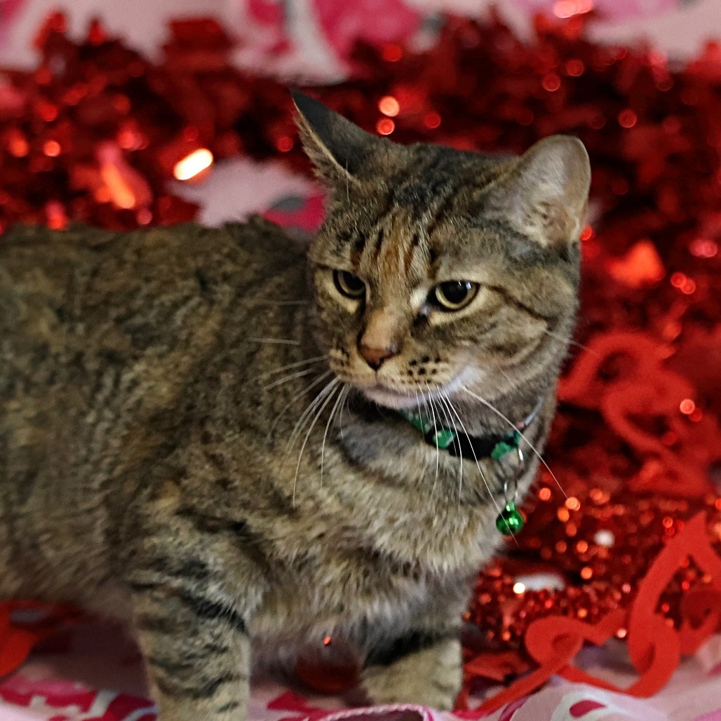 Momma Frizzle, an adoptable Domestic Short Hair in Calgary, AB, T3C 1W4 | Photo Image 4