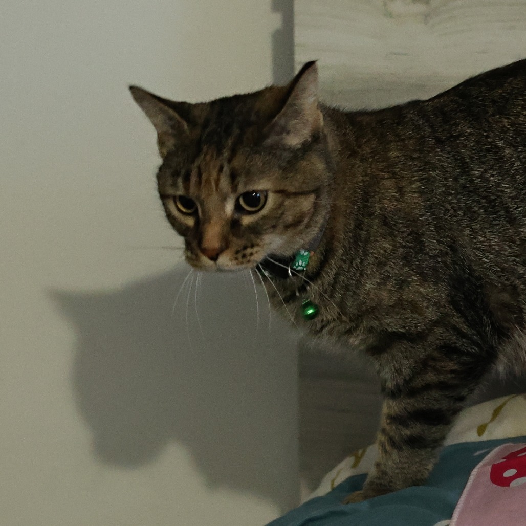 Momma Frizzle, an adoptable Domestic Short Hair in Calgary, AB, T3C 1W4 | Photo Image 5