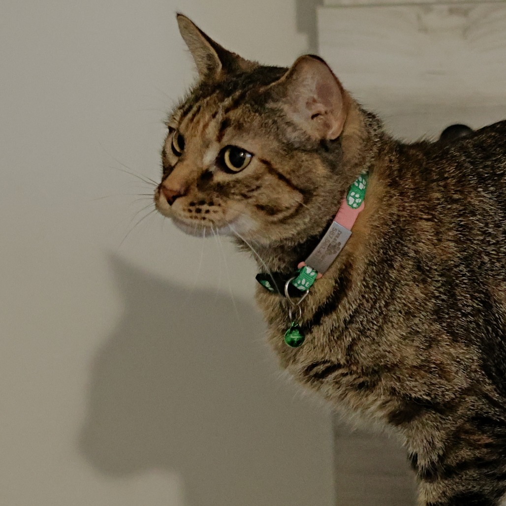 Momma Frizzle, an adoptable Domestic Short Hair in Calgary, AB, T3C 1W4 | Photo Image 6