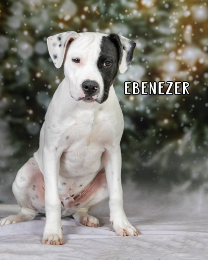 Ebenezer