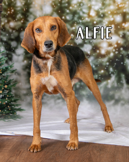 Alfie 2