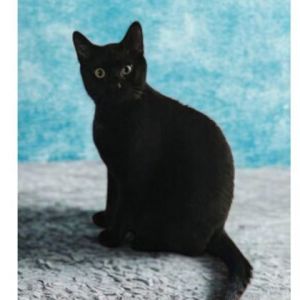 Alex, Young Male Domestic Short Hair