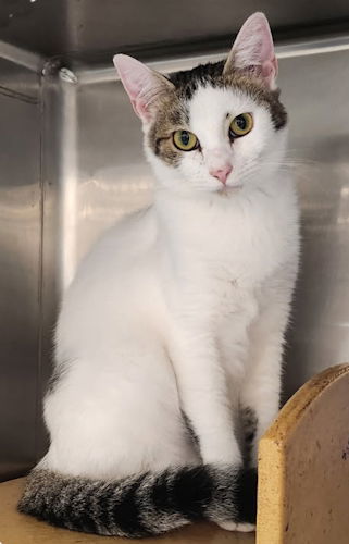 Jimmy - Petsmart Plantation