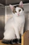 Jimmy - Petsmart Plantation photo 1