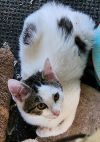 Jimmy - Petsmart Plantation photo 3