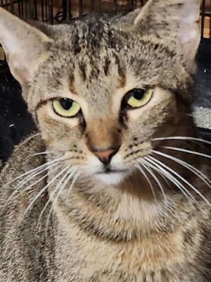 Anastatia - Petsmart Plantation Foster Home, Young Female unknown