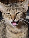Anastatia - Petsmart Plantation Foster Home photo 2