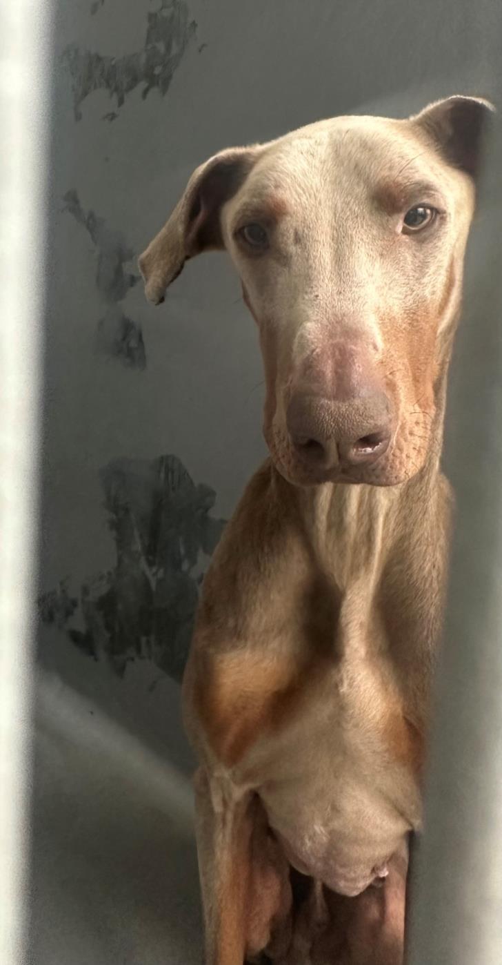 Dog for adoption scrooge a doberman pinscher in tracy ca petfinder