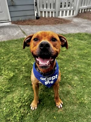 Kevin, Adult Male Pit Bull Terrier