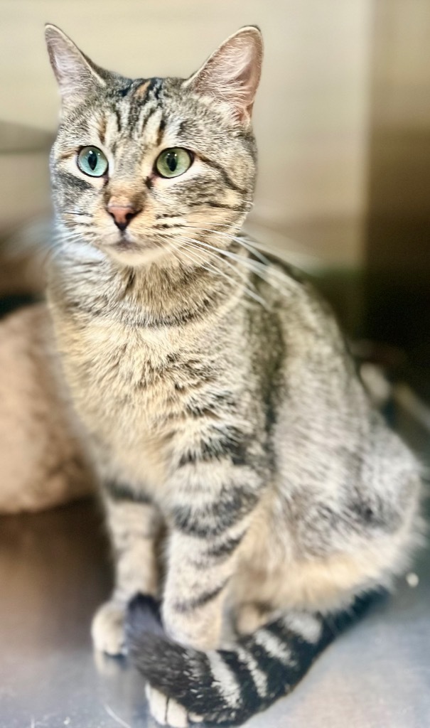 Zita, an adoptable Domestic Short Hair in Great Bend, KS, 67530 | Photo Image 1
