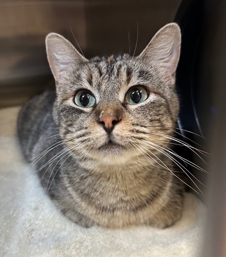 Zita, an adoptable Domestic Short Hair in Great Bend, KS, 67530 | Photo Image 3
