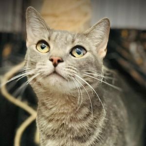 Nyla, Adult Female Domestic Short Hair