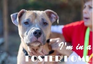 Dalton, Adult Male Mixed Breed