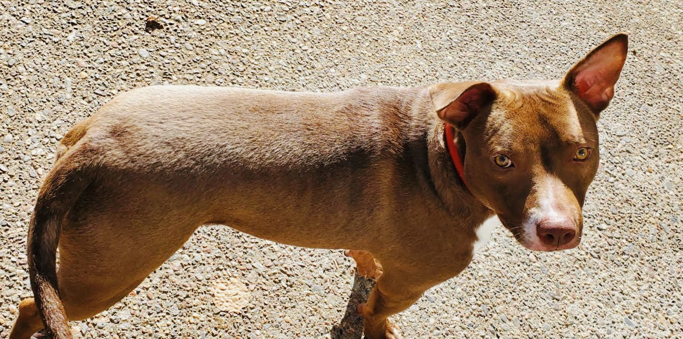 Ollie, an adoptable Pit Bull Terrier, Chocolate Labrador Retriever in Duluth, MN, 55802 | Photo Image 3
