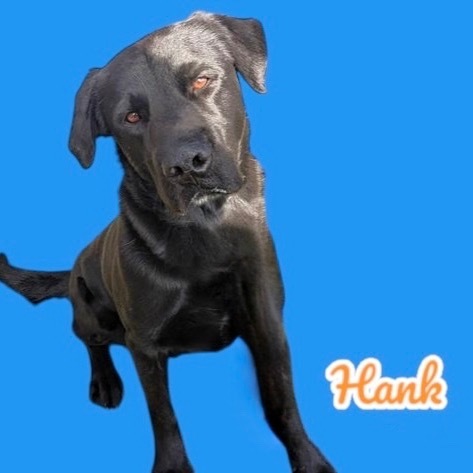 Hank
