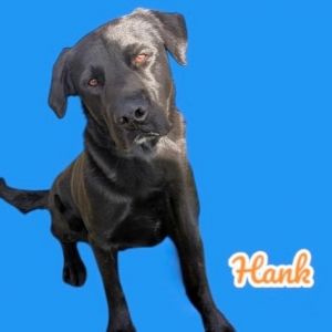 Hank, Young Male Black Labrador Retriever