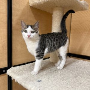 Presley, Young Male Domestic Short Hair