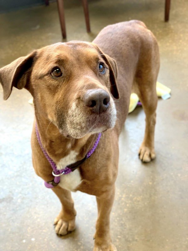 Captain, an adoptable Bloodhound in Elizabethtown, KY, 42701 | Photo Image 1