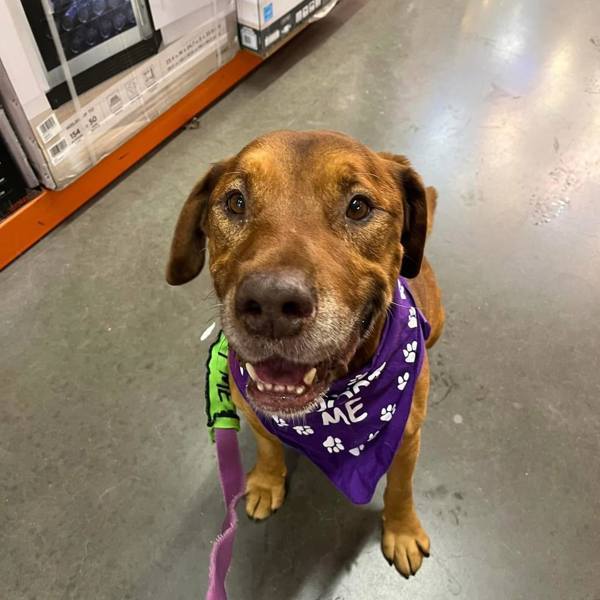 Captain, an adoptable Bloodhound in Elizabethtown, KY, 42701 | Photo Image 2