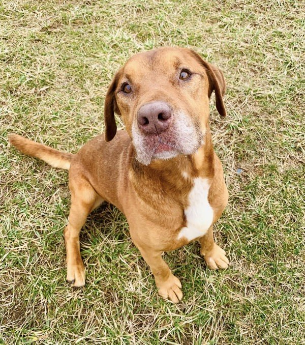 Captain, an adoptable Bloodhound in Elizabethtown, KY, 42701 | Photo Image 2