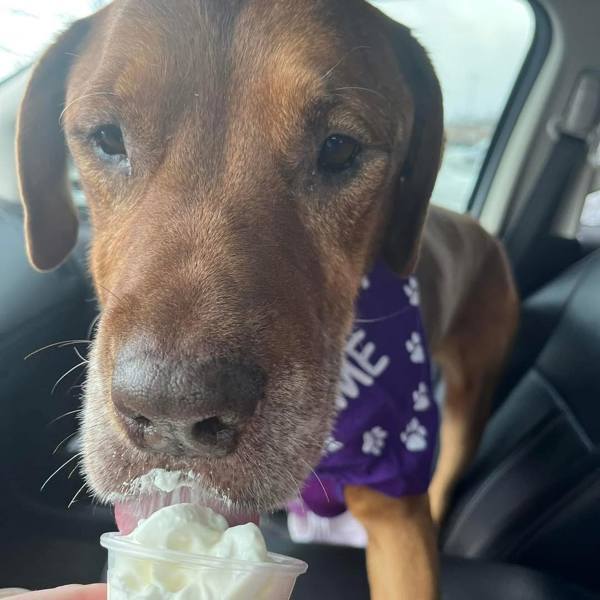 Captain, an adoptable Bloodhound in Elizabethtown, KY, 42701 | Photo Image 3