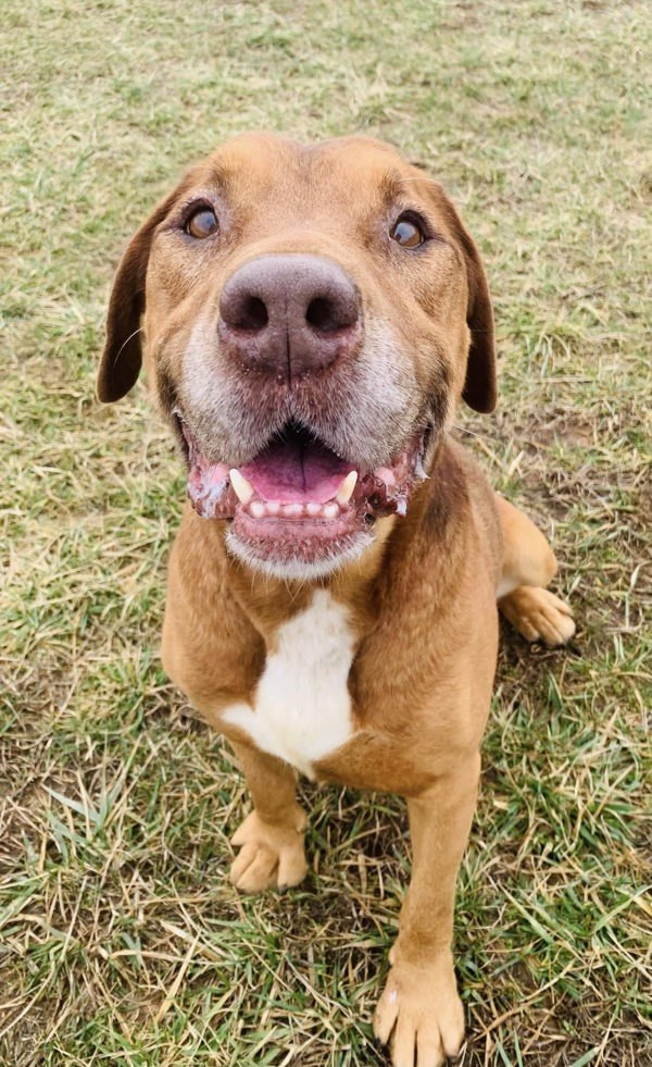 Captain, an adoptable Bloodhound in Elizabethtown, KY, 42701 | Photo Image 3