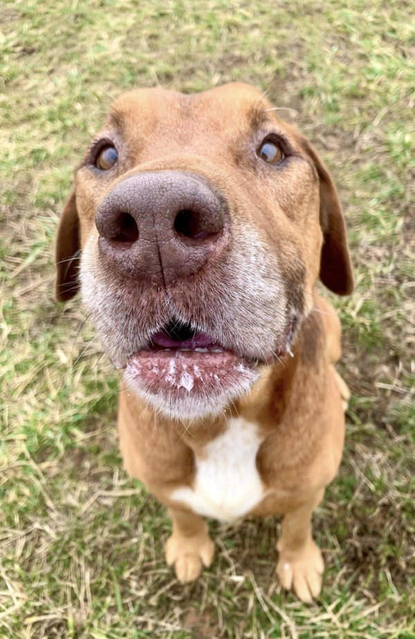 Captain, an adoptable Bloodhound in Elizabethtown, KY, 42701 | Photo Image 4