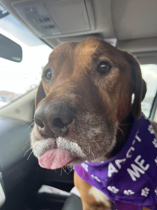 Captain, an adoptable Bloodhound in Elizabethtown, KY, 42701 | Photo Image 5