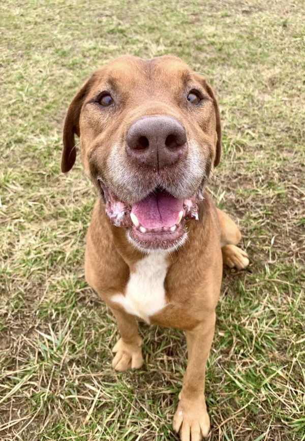 Captain, an adoptable Bloodhound in Elizabethtown, KY, 42701 | Photo Image 5