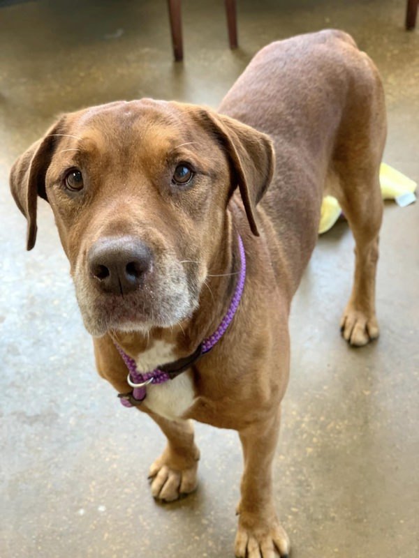 Captain, an adoptable Bloodhound in Elizabethtown, KY, 42701 | Photo Image 6