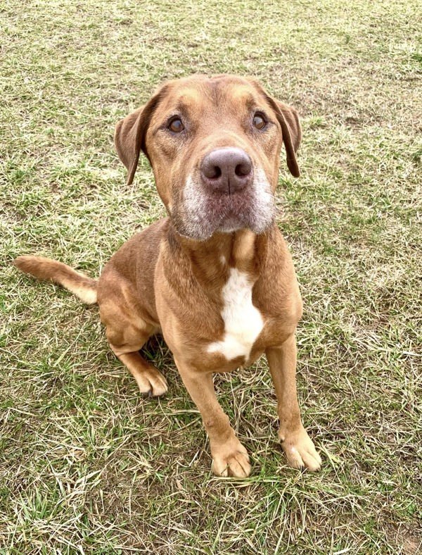 Captain, an adoptable Bloodhound in Elizabethtown, KY, 42701 | Photo Image 6